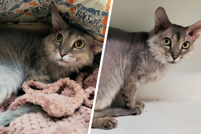 Perm home sought for alien-like Sphynx Sanya Borodach