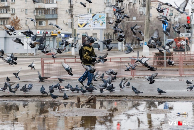 Первые прохожие распугали голубей | Источник: Алексей Волхонский