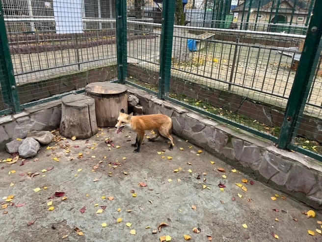 Источник: Комитет ветеринарии Нижегородской области / Vk.com