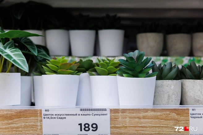 Вот такие искусственные растения в IKEA тоже были, помните? Тут продается почти за 190 рублей штука | Источник: Ирина Шарова / 72.RU