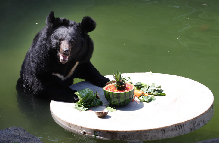 Медведь из корейского зоопарка дегустирует арбуз