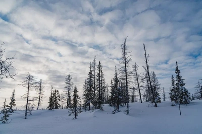 Ямало-Ненецкий округ ожидает штормовая погода