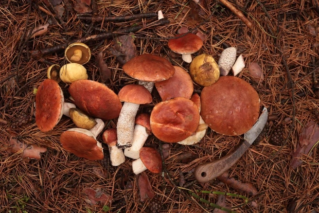 И красноголовики тоже в тюменских лесах встречаются  | Источник: Ольга Курочкина 