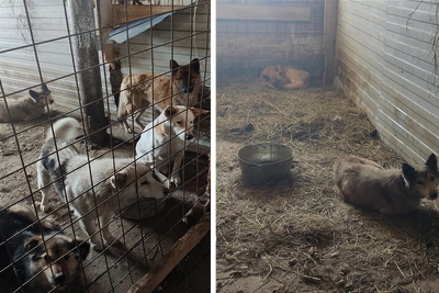 Десятки собак спасают из скандального приюта на Урале