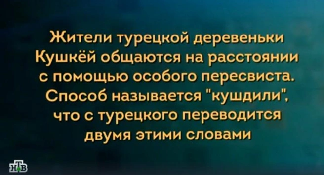 Правильный ответ: птичий язык | Источник: скриншот программы «Своя игра», эфир от 16 мая 2026 года