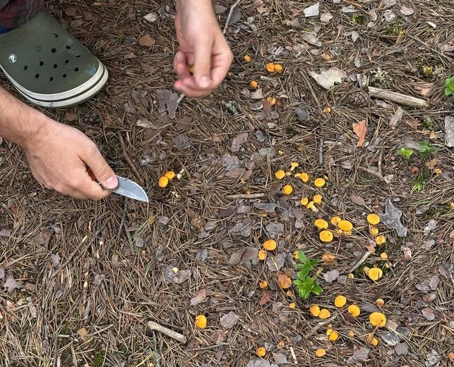 Рыжие наступают. Смотрите, что сейчас есть в лесу | www.fontanka.ru