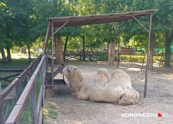 Источник: Алена Воропаева / Voronezh1.ru