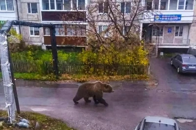 Фото медведя из ИИ напугало жителей села Бутка