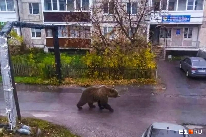 Школьница сделала фото медведя с помощью ИИ и напугала жителей села | Источник: читатель E1.RU
