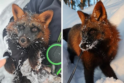 За помощь в поисках домашнего лиса Фоксика обещают вознаграждение