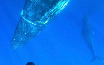 У берегов Мауи помогли воссоединиться семейству китов (фото)