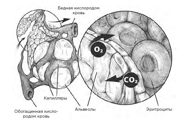 Мы должны вдыхать и выдыхать кислород, но почему?