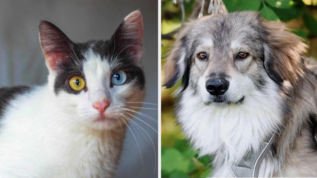 Котопёс недели: возьми из приюта уникальную кошку Сьюзи или неповторимого пса Тишу