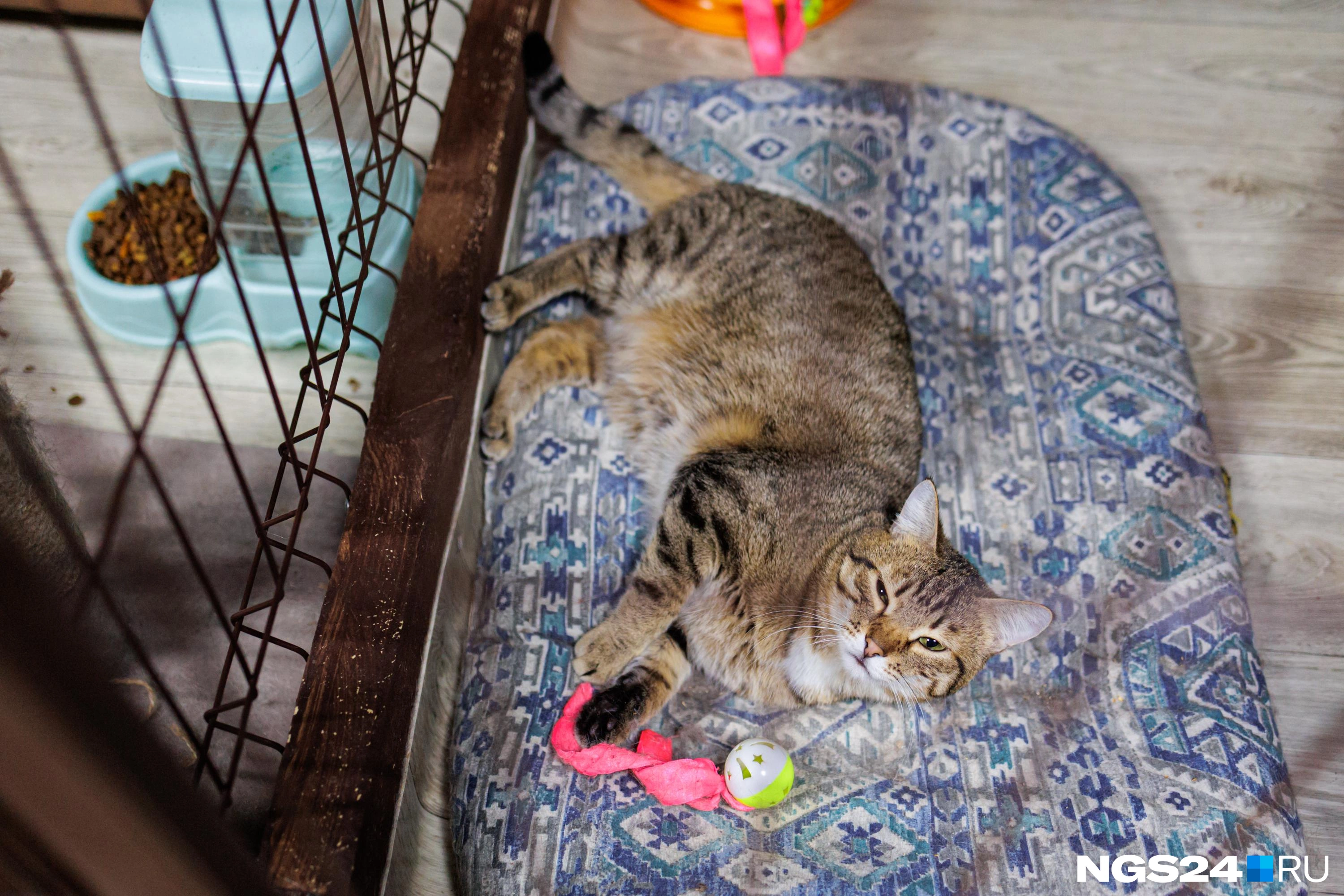 Задача приюта — спасать кошек