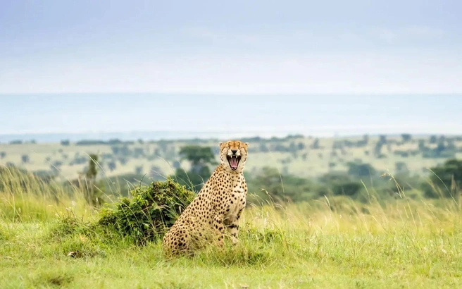 Источник: Udara Pathminda / www.comedywildlifephoto.com