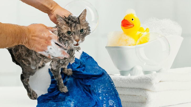 Почему кошки на самом деле так боятся воды