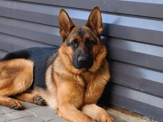 Яру ищут вторую неделю | Источник: читатели V1.RU 