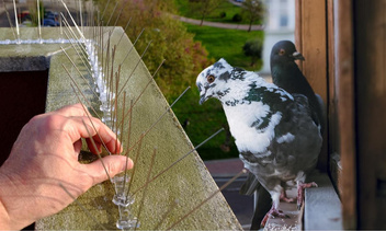 Незваные гости: как отвадить голубей с балкона
