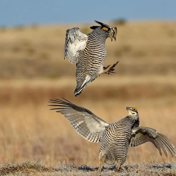 Победитель в номинации «Поведение животных». Брачный поединок луговых тетеревов (Tympanuchus cupido) | Источник: Peter Hudson / The Royal Society Publishing Photography Competition 2025