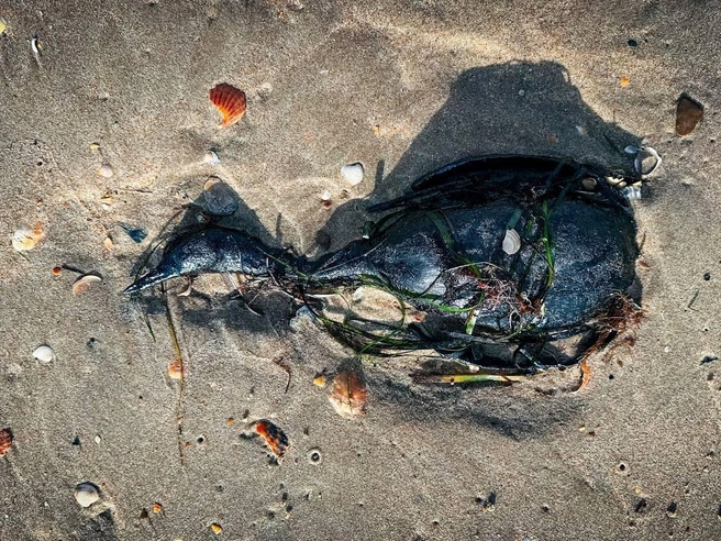 Такое фото погибшей птицы выложили в чате волонтеров | Источник: Сети, сито, лопата / T.me