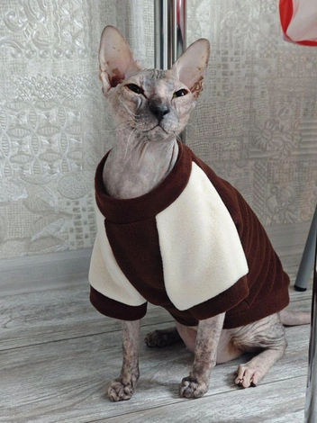 Какая стильная кошечка | Источник: читательница NGS24.RU Алена Гончаренко