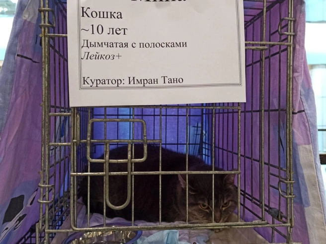Кошка Мина игривая, несмотря на возраст и внушительные размеры