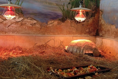 Египетские черепахи осваиваются в зоопарке Барнаула