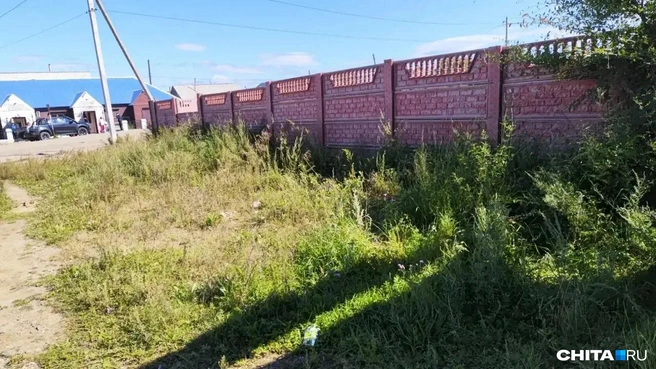 Трава растет вдоль забора ЦРБ | Источник: очевидец