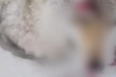 Крупного волка застрелили на севере Сахалина