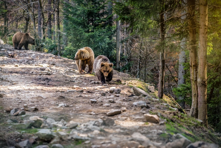 Что известно о семье с 5-летним ребенком, которая пропала в тайге Красноярского края | Источник: Vova Shevchuk/Shutterstock/Fotodom.ru