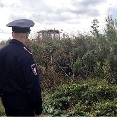 Ликвидировано более 50 квадратных метров дикорастущей конопли | Источник: www.city-n.ru