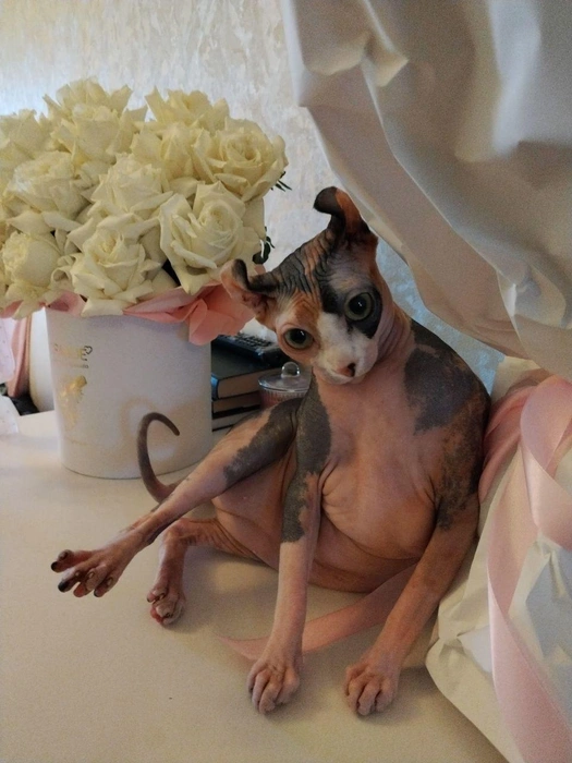 К вам кот! С букетом и приветом | Источник: читатель 63.RU