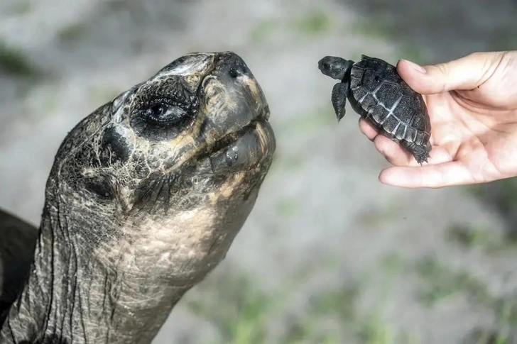 Источник: Zoo Miami, via AP