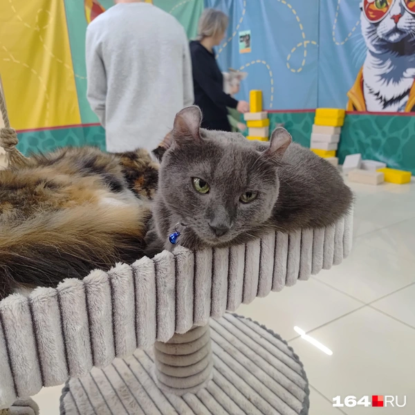 Источник: Сергей Гендин / 164.RU