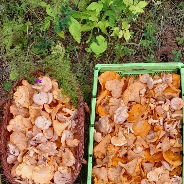 Источник: Нина Маланьина / «Уральский яжегрибник» / Vk.com