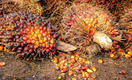 Чем на самом деле пальмовое масло вредит здоровью: мнения экспертов