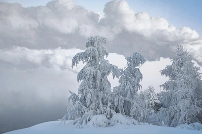 15 Fairy-Tale Winter Shots from Yugra Photographers