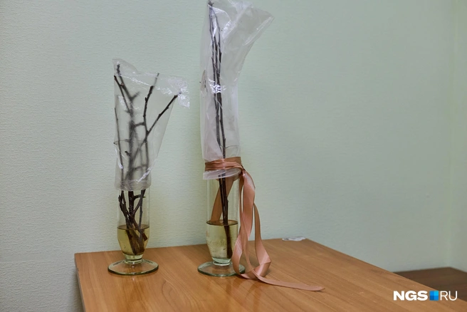 На этом снимке&nbsp;— еще один дедовский способ наблюдений. После серьезных морозов агрометеорологи срезают веточки обычной яблони-полукультурки и смотрят, как скоро они отойдут в тепле | Источник: Александр Ощепков / NGS.RU