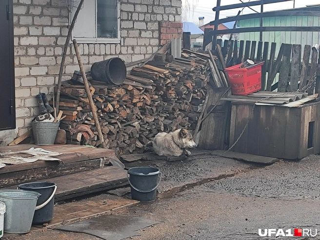 Дрова — это стратегический ресурс | Источник: Марина Каримова / UFA1.RU