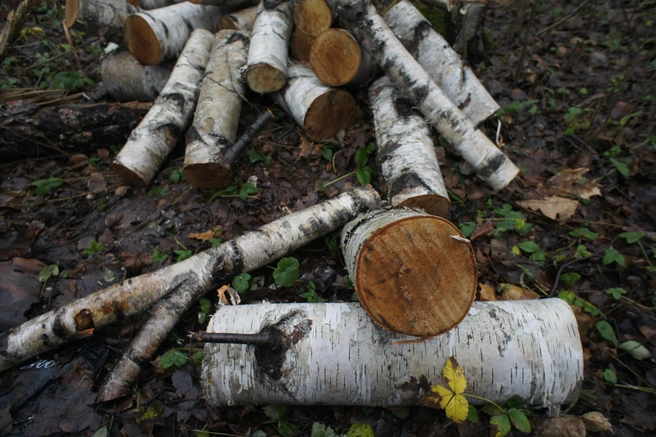 Причиненный ущерб государству превысил 160 тысяч рублей | 142.ru