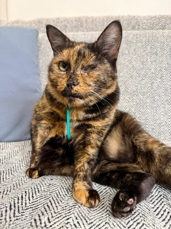 Лазанья спокойная и выдерживает фотосессии | Источник: приют «Матроскин»