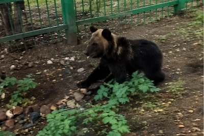 Полиция застрелила медвежонка в Емельянове