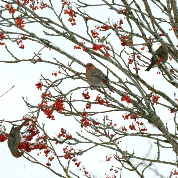 Источник: Каждой твари по паре / Telegram