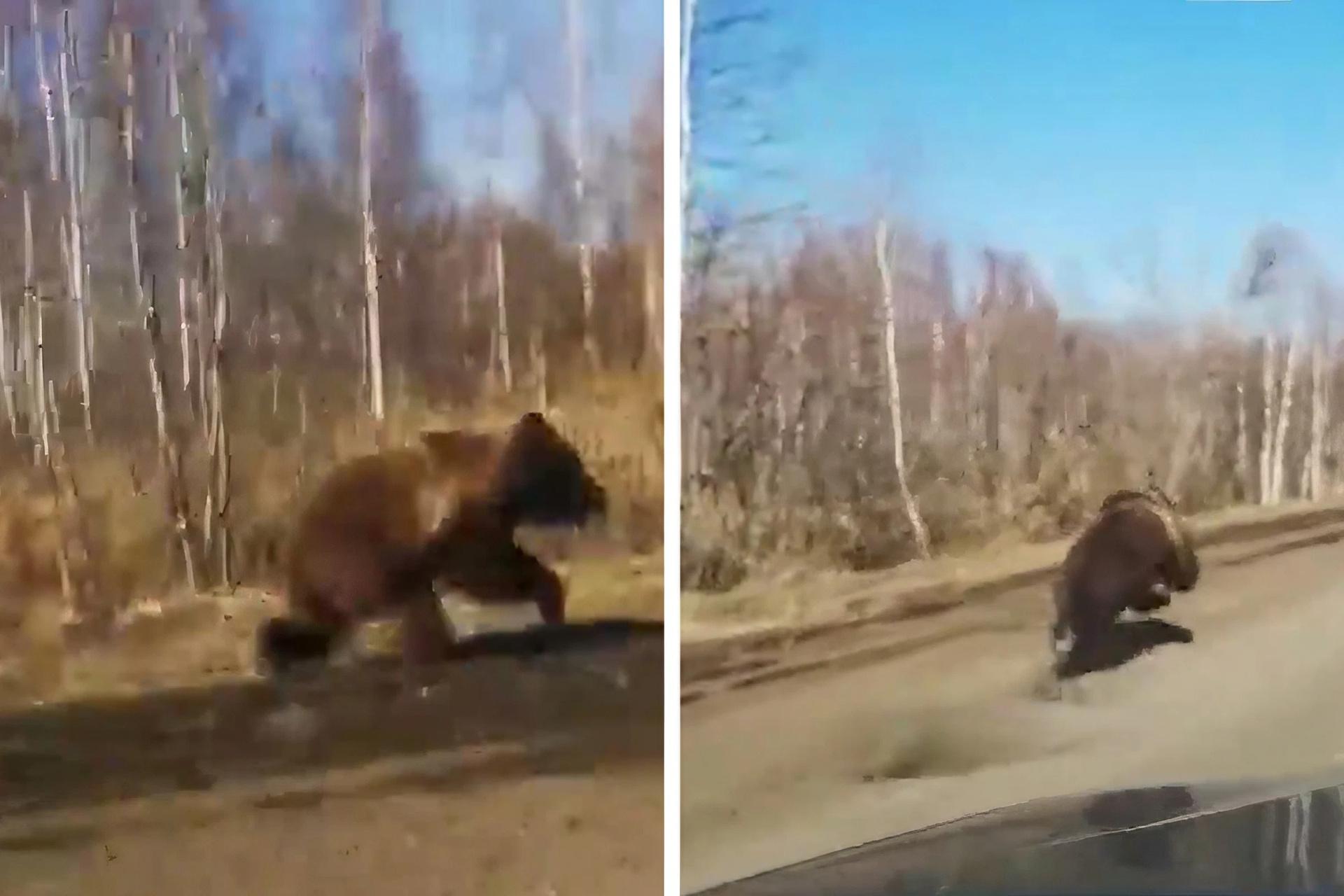 В Омской области всё чаще видят медведей — где встречали косолапого - 23  июля 2023 - НГС55.ру