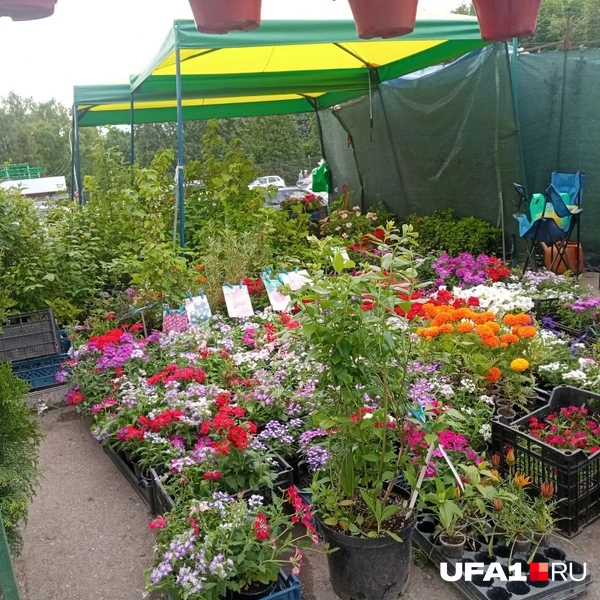 Источник: Марина Каримова / UFA1.RU