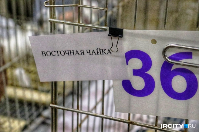Порода так и называется | Источник: Алена Кашпарова / «ИрСити»