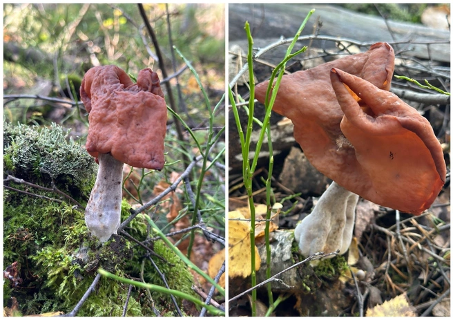 Достаточно 400–1000 граммов таких грибов, чтобы получить смертельное отравление | Источник: Ольга Кащеева / «Дары лесов Урала. Грибы Екатеринбурга и области» во «ВКонтакте»