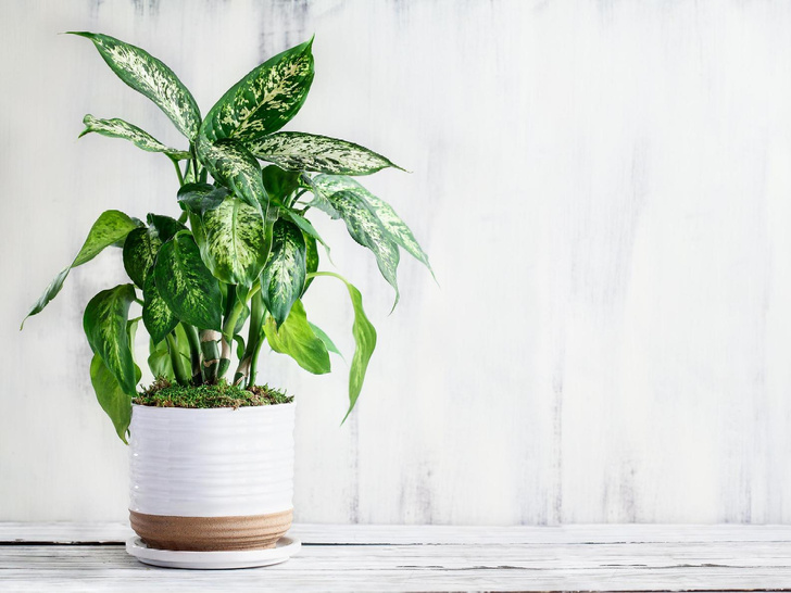 Какие растения нельзя держать дома: ТОП-7 всеобщих любимцев с фото