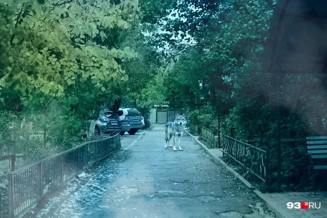 Волки делают: «Ауф» | Источник: Мария Романова / 93.RU