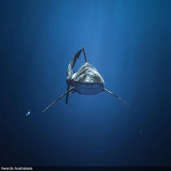 Второе место в номинации «Акулы» | Источник: Sina Ritter / Underwater Awards Australasia 2025